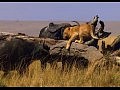 ����������� ����� / African Cats (Trailer)