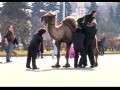 Видео приколы - Подержи верблюда