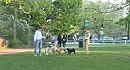 Dogs and the City.