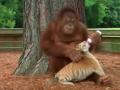Орангутан ухаживает за тигрятами