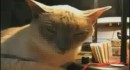 What is Love (cat edition)
