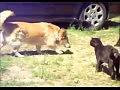 Собаки разнимают кошачью драку