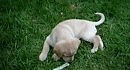 �������� �������� | Labrador Retriever