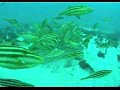 Видео осьминог против рыб
