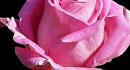 Relax "������� * ROSE #2"