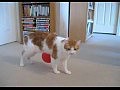 Кот против воздушного шарика
