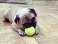 Собачье дело: мопс против теннисного мячика