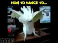 Танцуем правильно: мастер-класс от попугаев