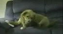 Crazy dog