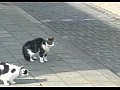 ���� �� ����� - ������� ��������