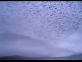 ���������� ����� - Murmuration