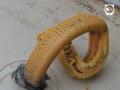 Фараонова змея: самая странная химическая реакция в мире