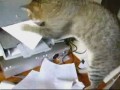 ��� ������� ��������. ��� � �������