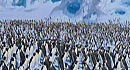 walk it out vs.  happy feet