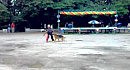 dressirovka