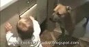 ������ �������� � ������� - �������