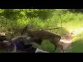 Видеоприкол с животными - Кунг-фу олень