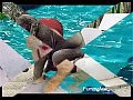 Funny animals