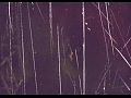 In Flames - Where The Dead Ships Dwell