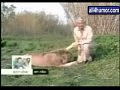 Funny Animals