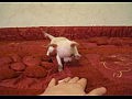 �������� ������� - �������� GOLDEN FAUNA