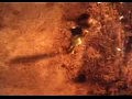 Arash-Broken Angel