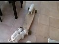 ����� ���� �������� �� ����������