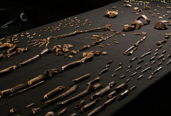 Кости скелета Homo naledi