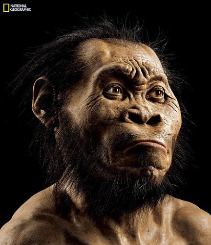 Предположительный вид Homo naledi