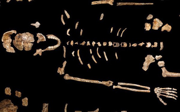 Кости скелета Homo naledi