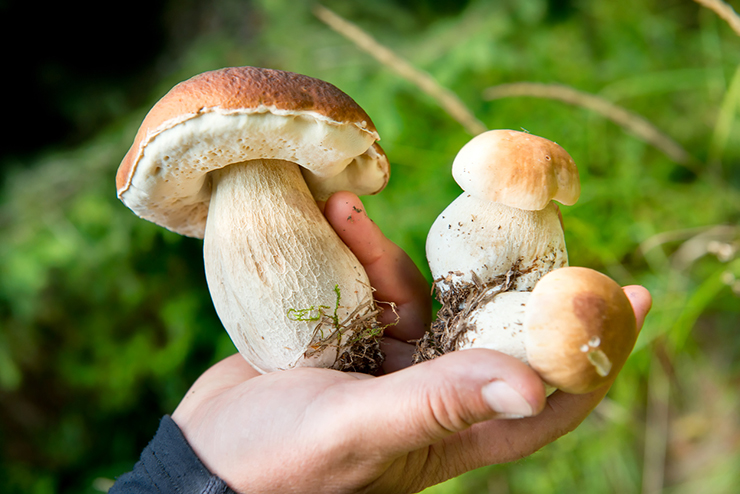 что можно сделать с белыми грибами свежими