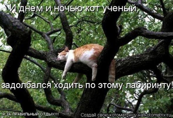 Коты