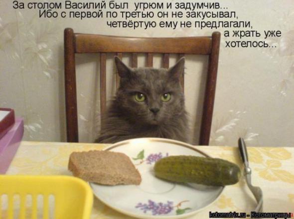 Коты