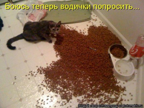 Коты