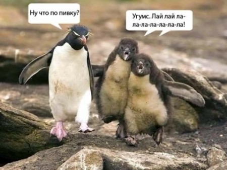 Картинки по запросу "фото приколы с пингвинами"